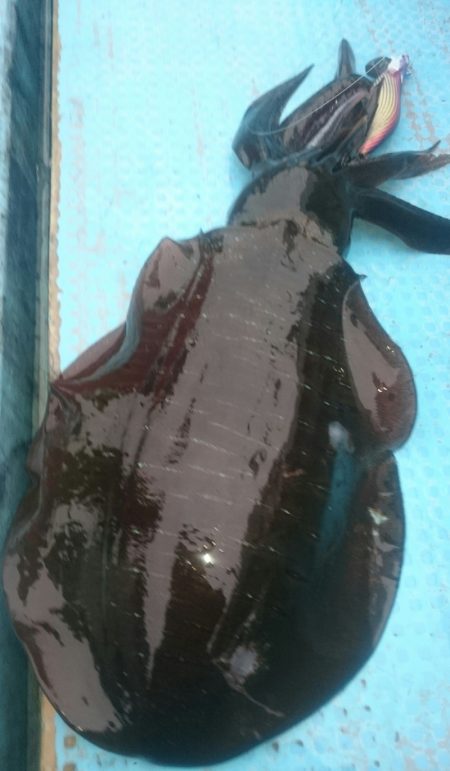 シースナイパー海龍 釣果