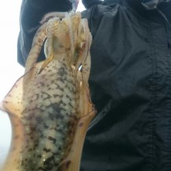 シースナイパー海龍 釣果