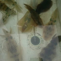 シースナイパー海龍 釣果