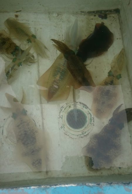 シースナイパー海龍 釣果