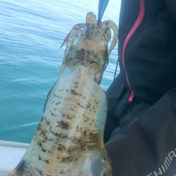 シースナイパー海龍 釣果