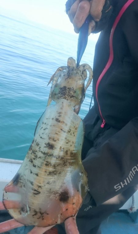 シースナイパー海龍 釣果