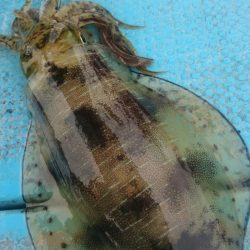 シースナイパー海龍 釣果