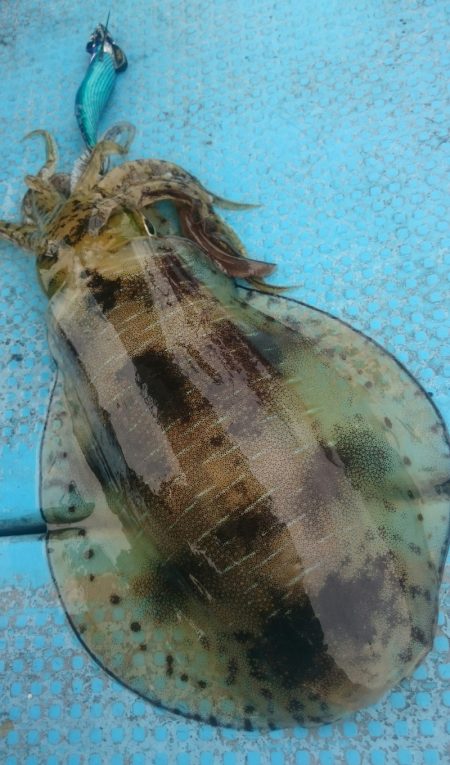 シースナイパー海龍 釣果