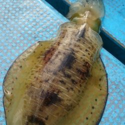 シースナイパー海龍 釣果