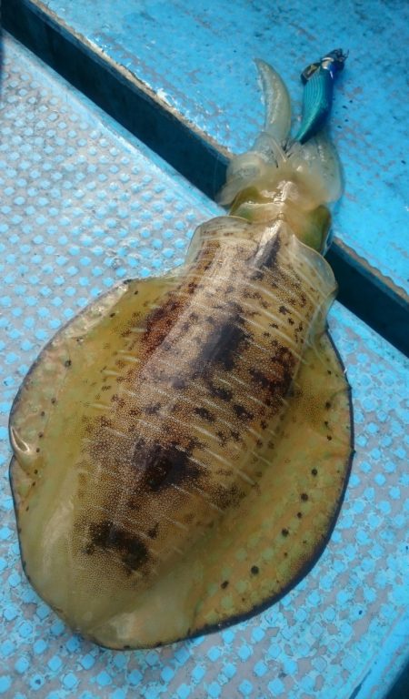 シースナイパー海龍 釣果