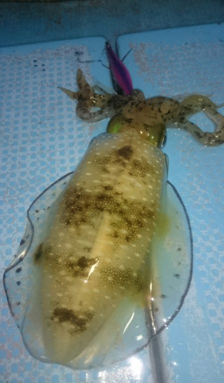 シースナイパー海龍 釣果