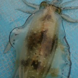 シースナイパー海龍 釣果