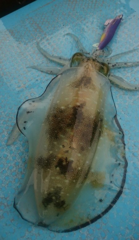 シースナイパー海龍 釣果