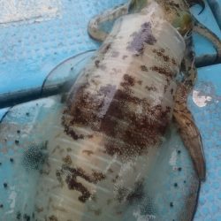 シースナイパー海龍 釣果
