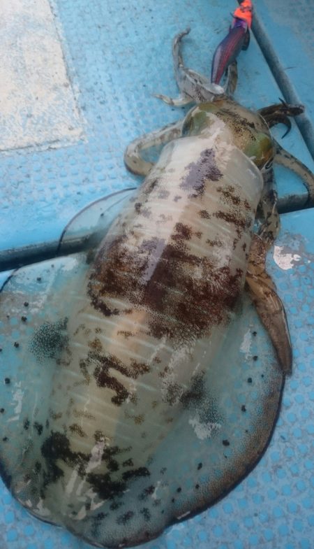 シースナイパー海龍 釣果