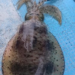 シースナイパー海龍 釣果