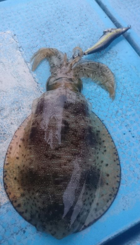 シースナイパー海龍 釣果