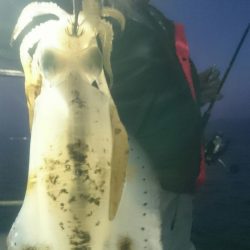 シースナイパー海龍 釣果