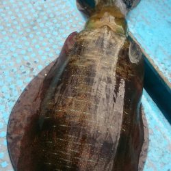 シースナイパー海龍 釣果