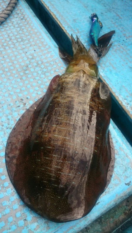 シースナイパー海龍 釣果