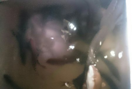 シースナイパー海龍 釣果