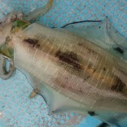 シースナイパー海龍 釣果