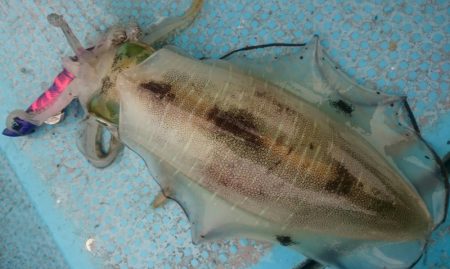 シースナイパー海龍 釣果