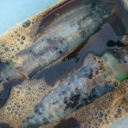 シースナイパー海龍 釣果