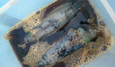 シースナイパー海龍 釣果