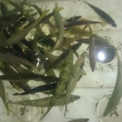 シースナイパー海龍 釣果