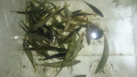 シースナイパー海龍 釣果