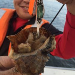 リトルワン 釣果