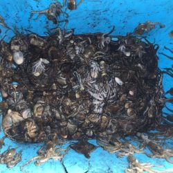 リトルワン 釣果