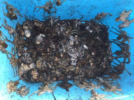 リトルワン 釣果