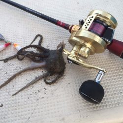 リトルワン 釣果