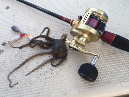 リトルワン 釣果