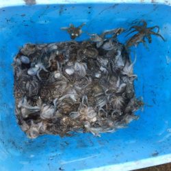 リトルワン 釣果