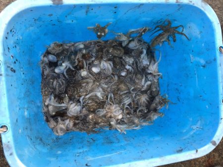 リトルワン 釣果