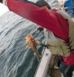 第二清洋丸 釣果