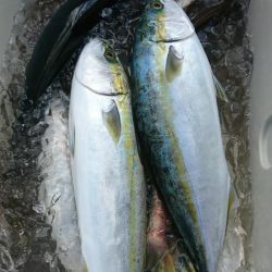 米丸 釣果