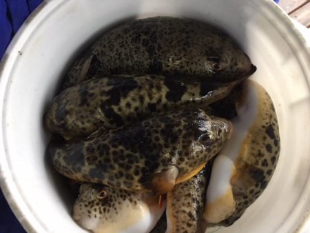 えさ政釣船店 釣果