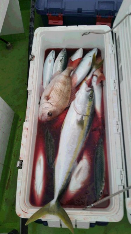 ゆたか丸 釣果