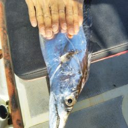 はしくに 釣果