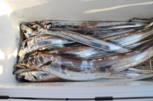 KIM Fishing Guide Ser…