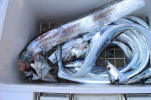 KIM Fishing Guide Service 釣果