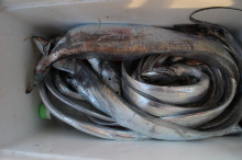 KIM Fishing Guide Ser…