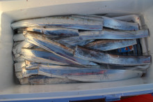 KIM Fishing Guide Ser…