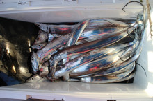 KIM Fishing Guide Ser…