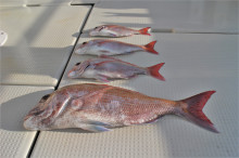 KIM Fishing Guide Ser…