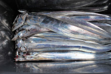 KIM Fishing Guide Ser…