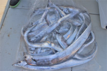 KIM Fishing Guide Service 釣果