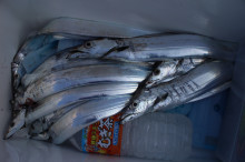 KIM Fishing Guide Service 釣果