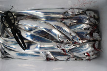 KIM Fishing Guide Service 釣果