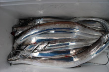 KIM Fishing Guide Service 釣果